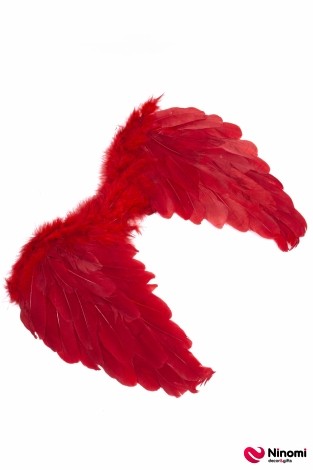 Крыло перьевое крвсное