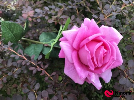 Декоративная силиконовая роза "Розовая" - Фото