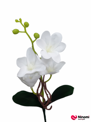 ветка орхидея - Фото